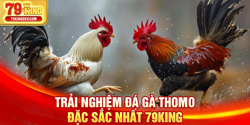 Trải nghiệm đá gà Thomo đặc sắc nhất 79King